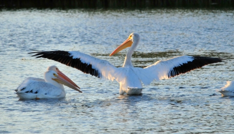 A single American white pelican stretches its wings while 3 others swim nearby.
