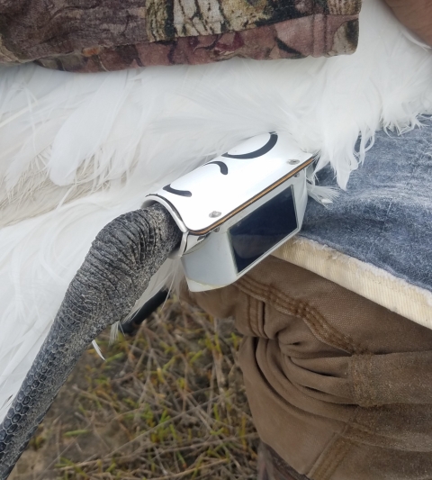 A white, solar-powered cellular tracking transmitter is attached to the leg of a whooping crane