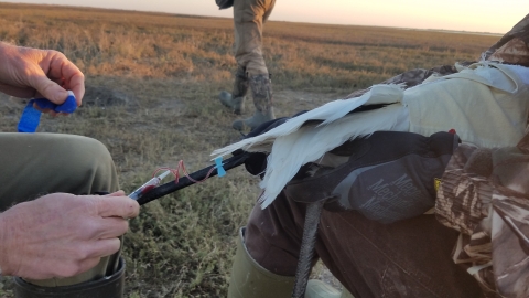A biologist takes a blood sample from the leg of a Whooping Crane