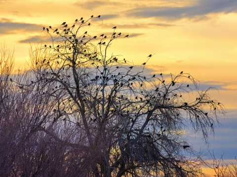 Silhouette of leafless tree, yellow sky with grey clouds in the backround