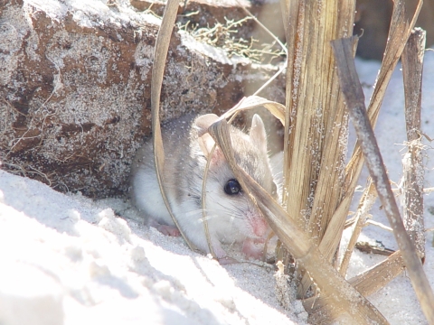 Small mouse shelters between a rock and beach grass.