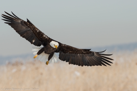 A bald eagle in flight. 