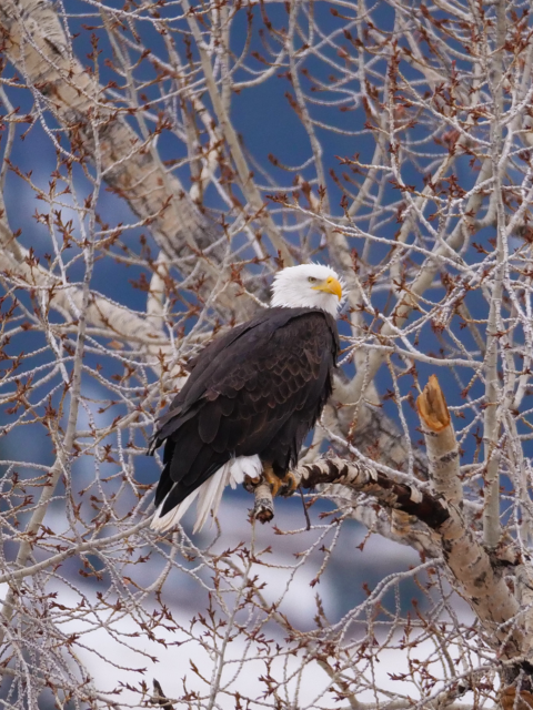 A bald eagle perched in a leafless tree.