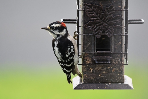 Woodpecker on bird feeder