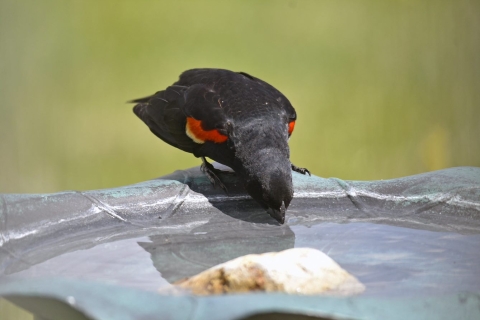 Redwing blackbird drinking from birdbath