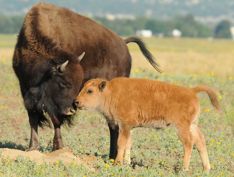 Bison cow touching noses with calf