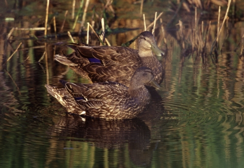Two dark-hued ducks float in the water of a marsh. 