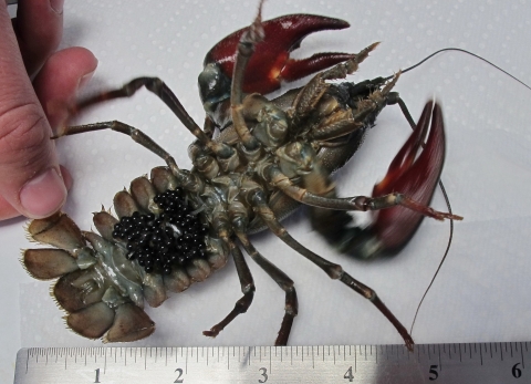 crayfish on its back with eggs in its tail