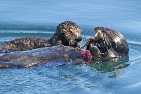 Two sea otter floating in the water and holding a purple urchin
