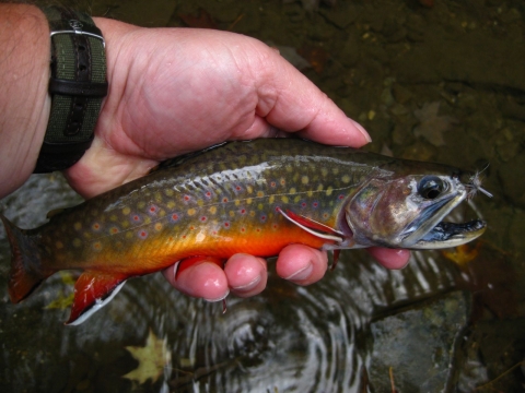 Close up of biologist holding small brook trout. 