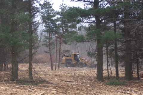 Image of tractor equipment clearing brush in a conifer forest