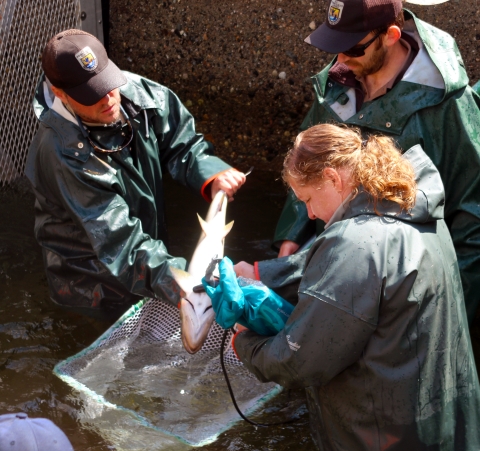 A group of 3 Service employees in waders and rainjackets stand hip deep in a concrete pond, focused on a salmon held belly up and using an ultrasound scanner.