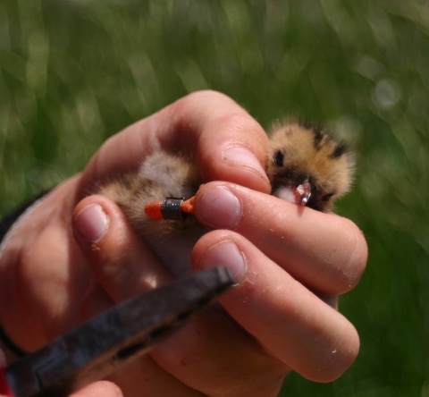Banding a Common Tern chick