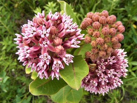 Common Milkweed