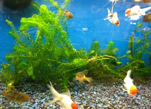 Elodea in an aquarium with goldfish
