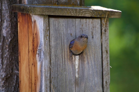 female blue in bird box