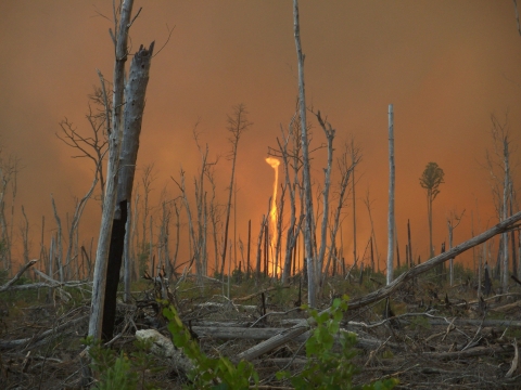 A fire whirl — a twister of flame, ash and debris — spins at Great Dismal Swamp National Wildlife Refuge in Virginia during the 2011 Lateral West Wildfire.