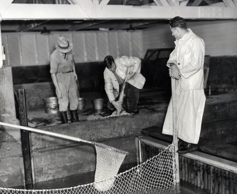 Black and white photo of 3 men inside a structure. One man in a fedora and rubber boots watches while another in an open white labcoat is picking up a fish by the tail with the other hand reaching around its belly. The 3rd man leans on a long-handled net beside a concrete tank. Someone is holding out one of the long-handled nets from outside the picture view to the left. A net is stretched across the pond, likely to confine fish to a smaller area.