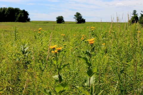 Image of an open grassy meadow with yellow flowers