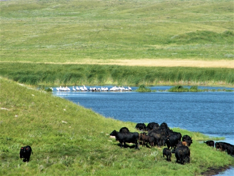 Grazing on Waterfowl Production Area