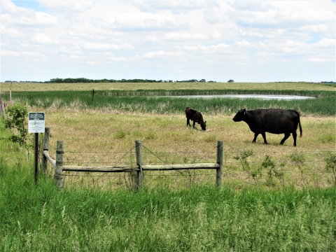 Grazing on Waterfowl Production Area