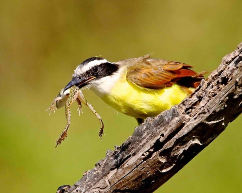 A yellow-breasted bird called a great kiskadee holds a frog in its beak at Resaca de la Palma State Park in Texas.