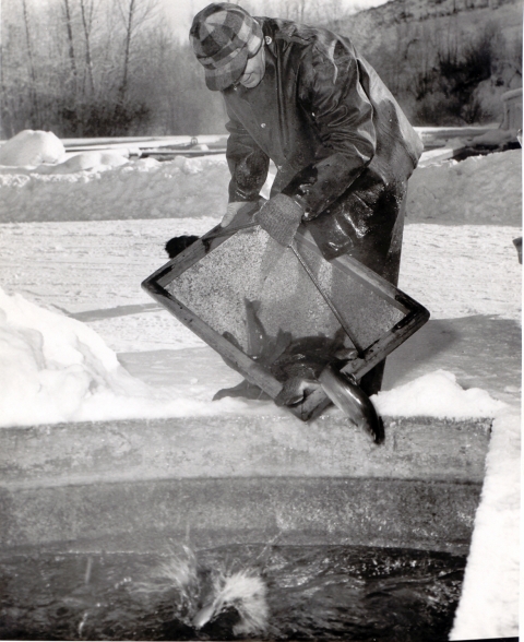 A black and white photo taken in winter at the edge of a concrete pond. A man in plaid winter hat with earflaps down, thick gloves, and a heavy raincoat tips a square wooden frame with a net so that large fish fall into the pond.