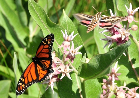 Hummingbird moth and monarch on showy milkweed