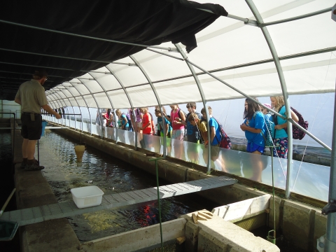 A group of kids looking at fish inside a hatchery building. 