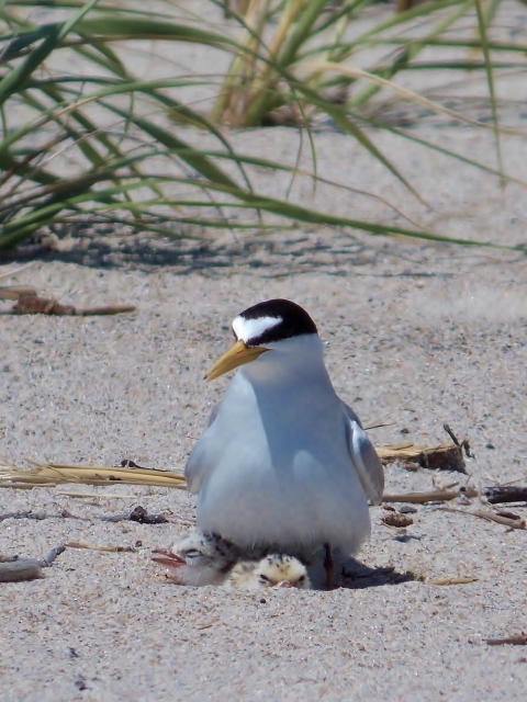 A white, black and grayish least tern sits facing the camera on a sandy beach. Her chick is visible underneath her. 
