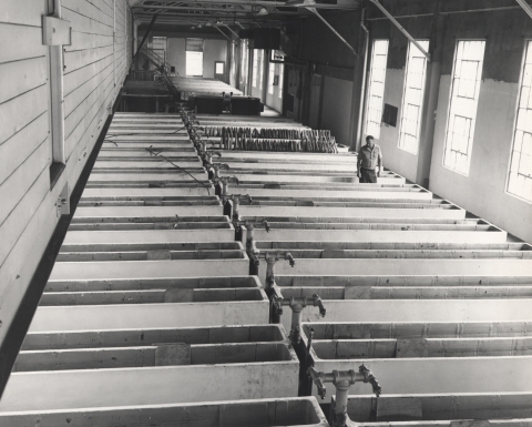 Black and white photo showing a very large building interior with many rows of concrete troughs, lit by tall, multi-paned windows along one wall, and a hatchery worker leaning against one of the troughs.