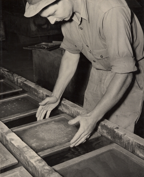 Black and white photo of a hatchery worker in 1940 gently shaking salmon eggs in a basket set in a trough of water.