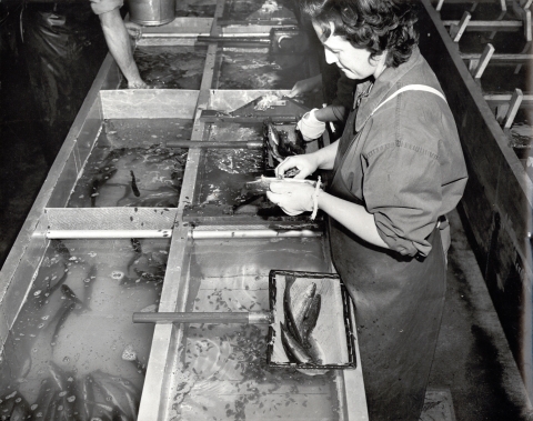Black and white photo of a woman in waders and a long-sleeved work shirt with sleeves rolled up, standing at a concrete trough filled with water and divided with metal screens into compartments. She holds a fish longer than her hand in her mesh-gloved left hand and is in the act of snipping off a fin on the fish. Cut-off fins are scattered in the water and on the edges of the trough. A rectangular net is propped across the compartment she leans over, containing 4 more fish.