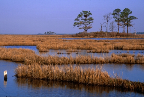 View of tidal marsh and pine trees at Blackwater National Wildlife Refuge.