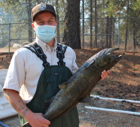 A man in short-sleeved Service uniform and ballcap, wearing waders, smiles behind his surgical mask as he holds up a large, dark-colored salmon.