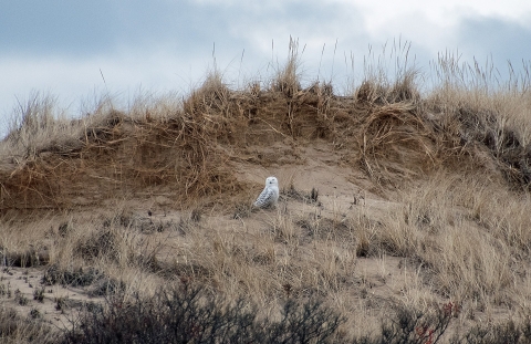 Snowy owl sitting on sand dune