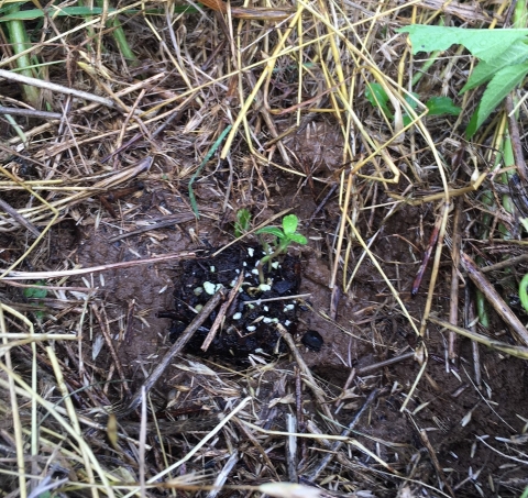 milkweed plug in the ground