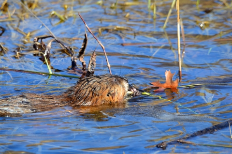 Mostly submerged and facing to the right and away from the camera, a muskrat eats in clear water. 