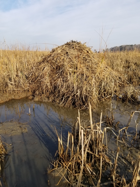 A muskrat hut--a large mound of marsh hay--is visible in the center of the image. A mucky wetland is visible in the foreground.