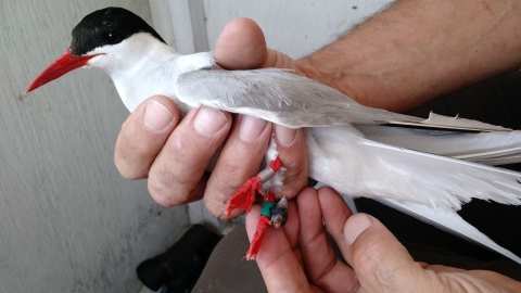 Arctic Tern with Geolocator tag