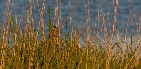 Seaside sparrow in grasses