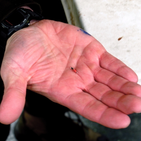 A man's open hand displays a tubular tag the size of a grain of rice.