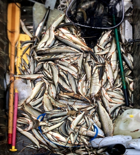 dead pike in a boat