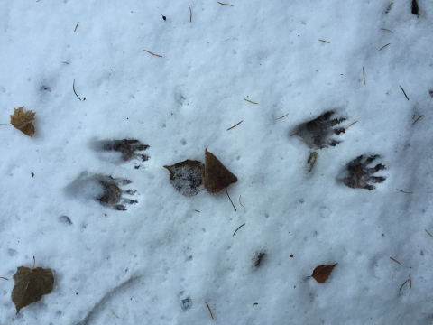 5-toed tracks of raccoon are printed in snow, with a few scattered fallen leaves.