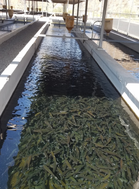 Rainbow Trout at Willow Beach NFH 