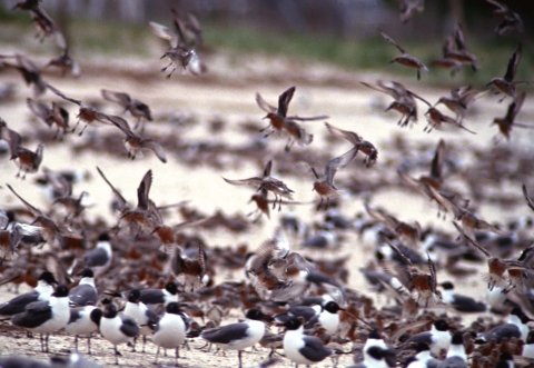 Dozens of birds--some chestnut and brown in hue, some white and gray--stand on the sand and fly just above the beach.