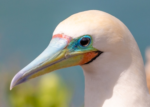 A portrait of an adult white bird with a beautiful powde blue, conical beak and aqua blue eye ring.