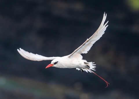 An elegant white bird with a bright red beack spreads it's wind in mid-flight. Two long, red tail-feathers (which give the bird its name) streak behind the bird.