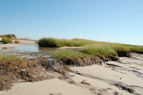 Eroded salt marsh habitat.