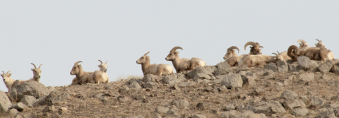 A herd of sheep sitting on a rocky hill.